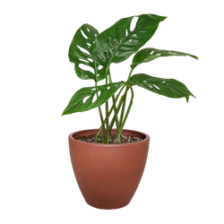 Monstera Adansonii in 4 inch nursery pot