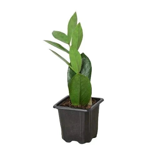 ZZ Plant in the Low-Light Plant Trio