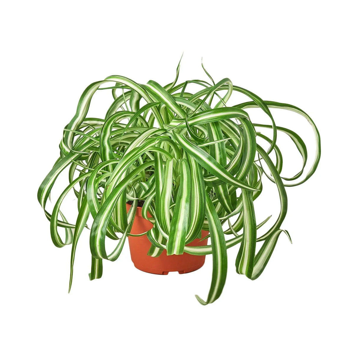 Spider Plant Bonnie (Chlorophytum comosum 'Bonnie') full curly specimen hero