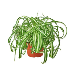 Spider Plant Bonnie (Chlorophytum comosum 'Bonnie') full curly specimen hero