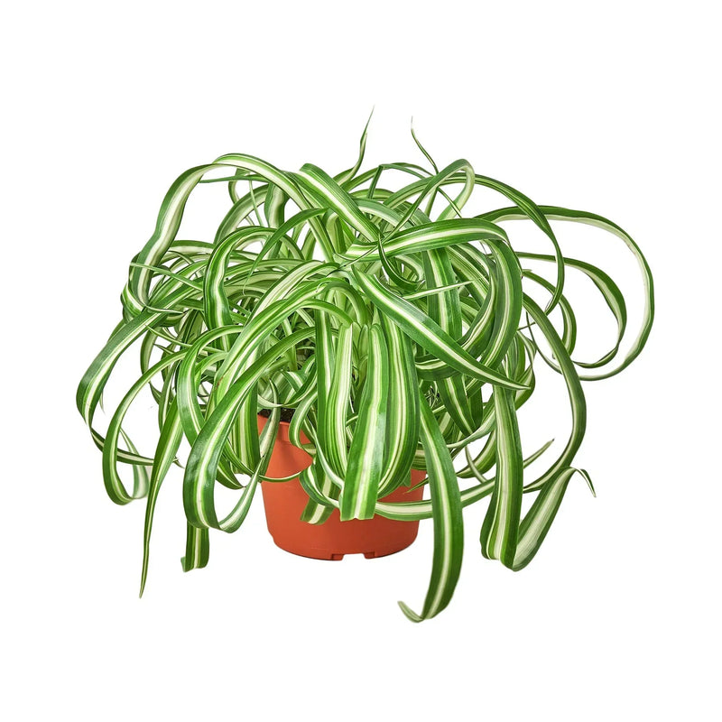 Spider Plant 'Bonnie' (Chlorophytum comosum 'Bonnie')