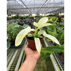 Philodendron Florida Ghost upright studio specimen