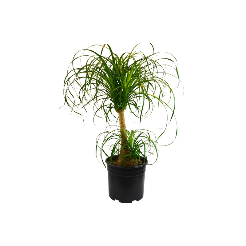 Ponytail Palm (3")