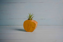 Little Air Plant Holder