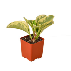 Peperomia Marble top canopy view