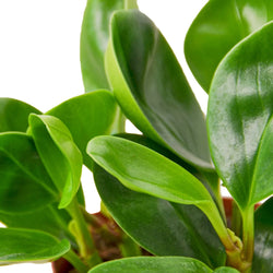 Peperomia Thailand foliage close up