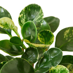 Peperomia Marble variegated spoon foliage