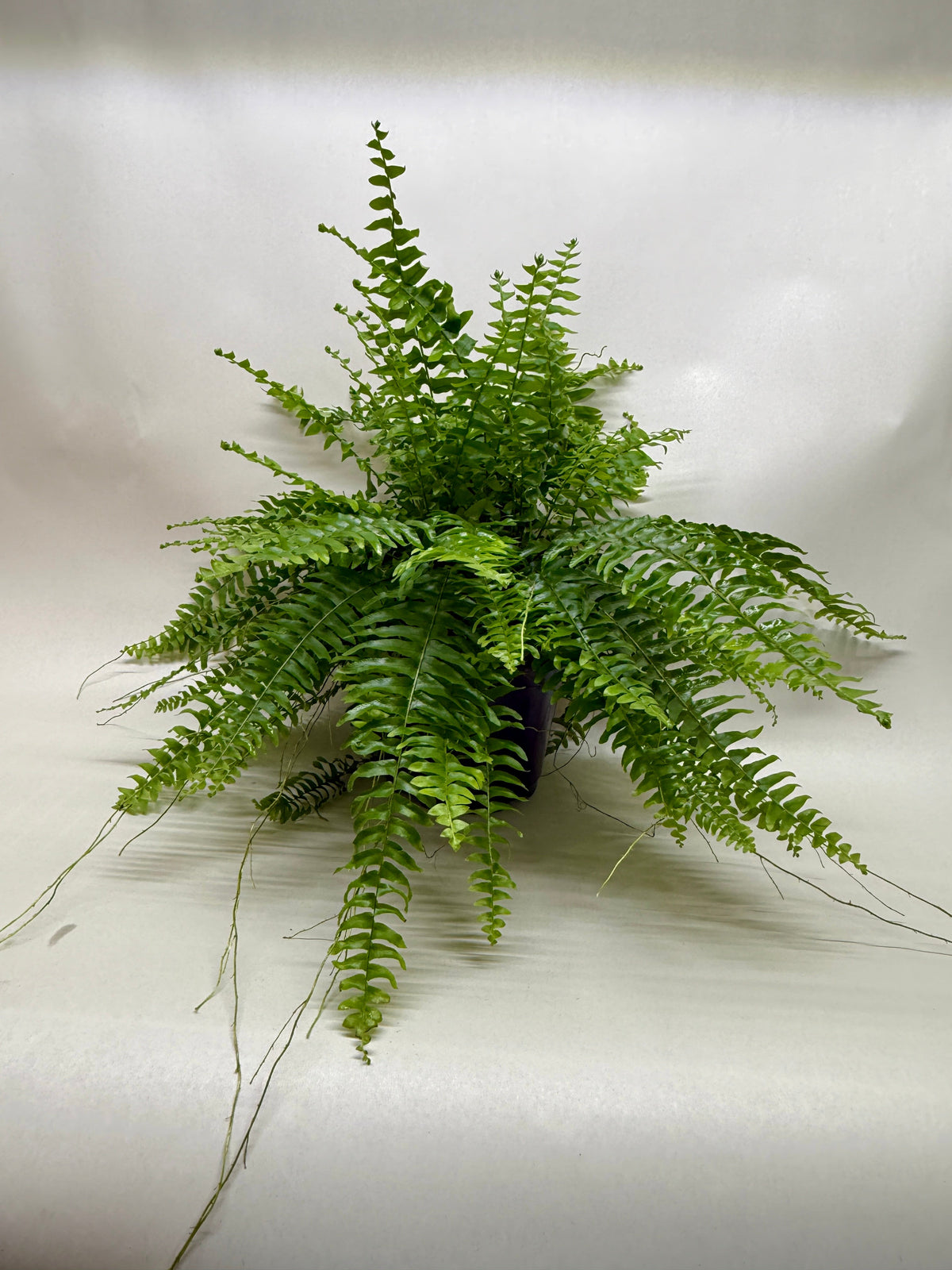Boston Fern in 6 inch grower pot