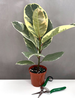 Ficus Elastica Tineke upright specimen in grower pot