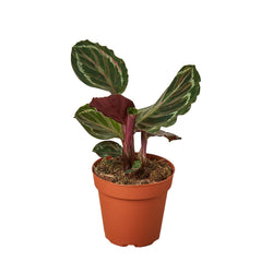 Calathea Medallion in 6 inch nursery pot