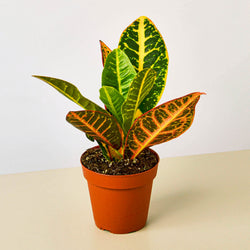 Croton Petra in 4 inch nursery grow pot on neutral background