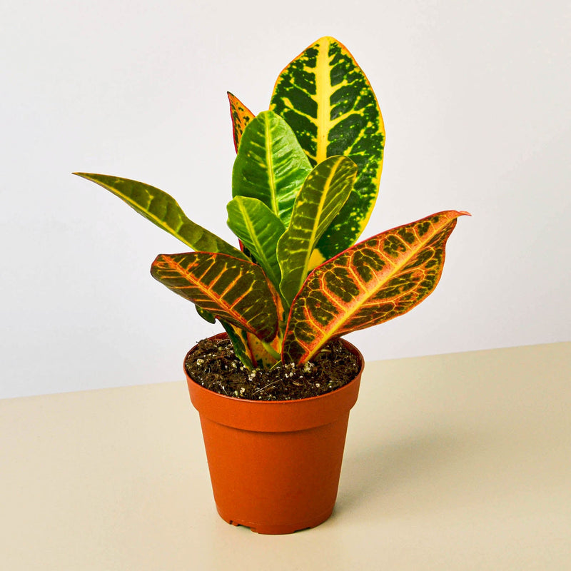 Croton 'Petra' (Codiaeum variegatum 'Petra')