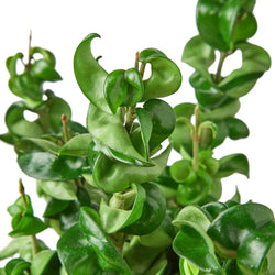 Hoya Rope Plant (Hoya carnosa 'Compacta') photo 5