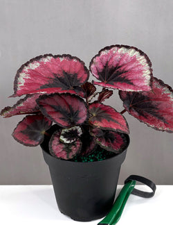 Rex Begonia foliage specimen in grower pot