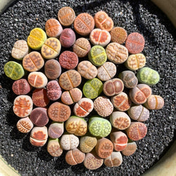 Boutique Small Lithops Random DIY Mix Rare Live Plants