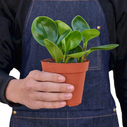Peperomia Thailand succulent leaves