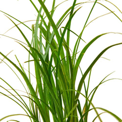 Ponytail Palm - Cascading Foliage Detail