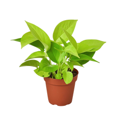 Neon Pothos in 4 inch nursery pot