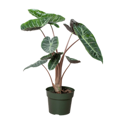 Alocasia Pink Dragon