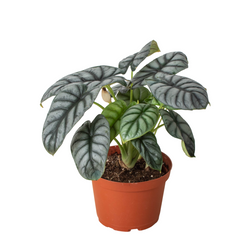 Alocasia Silver Dragon (Alocasia baginda) in nursery grow pot on white background