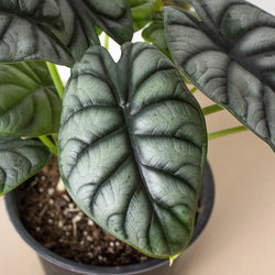 Alocasia Silver Dragon metallic silver leaf texture close-up