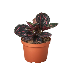 Calathea Dottie in 4 inch nursery pot