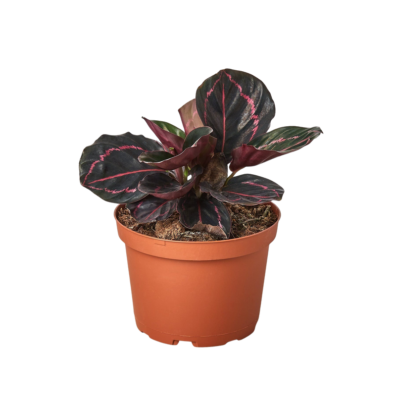 Calathea Dottie