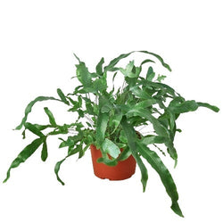 Blue Star Fern in 6 inch nursery pot
