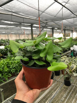 Heart Fern (Hemionitis arifolia) 4" Pot