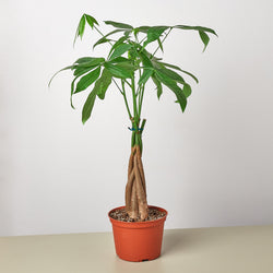 Money Tree in 4 inch nursery pot