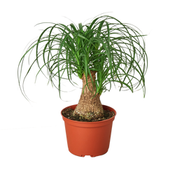 Ponytail Palm in 6 inch nursery pot
