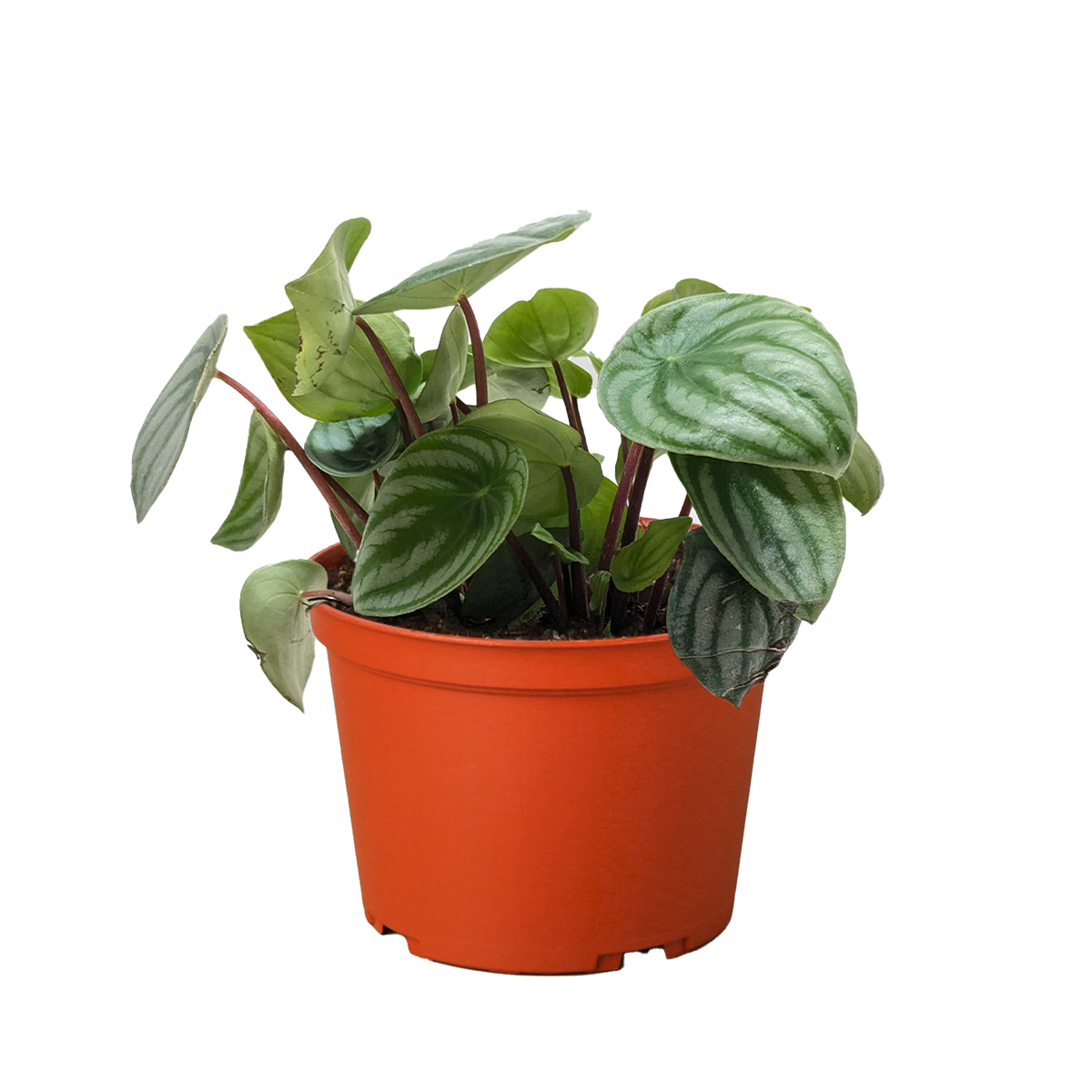 Watermelon Peperomia (Peperomia argyreia) in nursery grow pot on white background