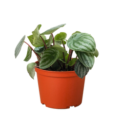 Watermelon Peperomia (Peperomia argyreia) in nursery grow pot on white background
