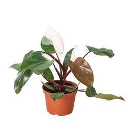 Pink Princess Philodendron specimen profile