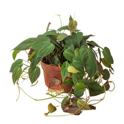 Velvet Leaf Philodendron trailing specimen