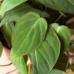 Velvet Leaf Philodendron amber bronze new growth