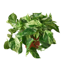 Marble Queen Pothos in nursery grow pot on clean white background
