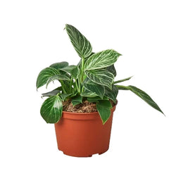 Philodendron Birkin in 4 inch nursery pot