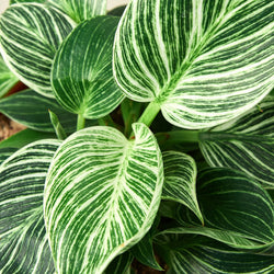 Philodendron Birkin pinstripe leaf detail close-up