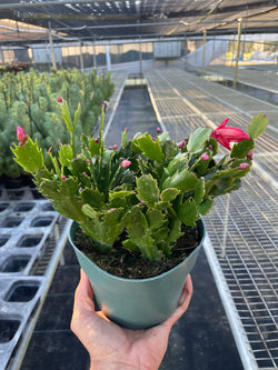 Christmas Cactus (Schlumbergera) photo 4