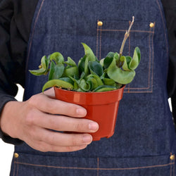 Hoya Rope Plant (Hoya carnosa 'Compacta') photo 3