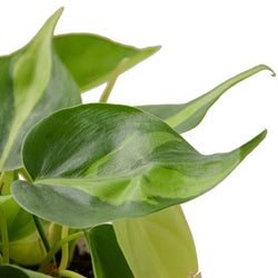 Philodendron Brasil in 6 inch nursery pot