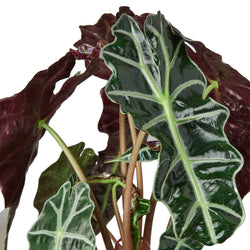 Alocasia 'Polly' African Mask Plant photo 2