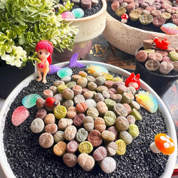 Boutique Small Lithops Random DIY Mix Rare Live Plants