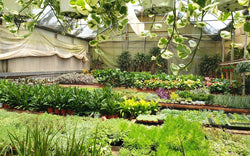 Greenhouse where Palma Monthly plants are grown