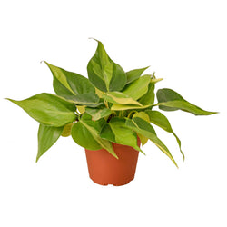 Philodendron Brasil in 4 inch nursery pot