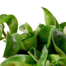 Hoya Rope Plant (Hoya carnosa 'Compacta') photo 2