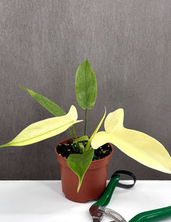 Philodendron Florida Ghost multi-lobed juvenile foliage specimen