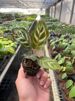 Calathea Makoyana Peacock potted upright studio specimen