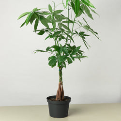 Money Tree in 4 inch nursery pot